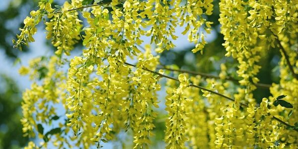 Giftige Schönheiten: Diese Pflanzen im Garten sollte man meiden