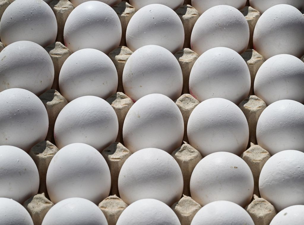Eier-Rekord bei Brandenburger Hühnern - Fast 977 Millionen Stück