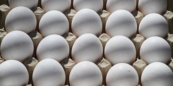 Eier-Rekord bei Brandenburger Hühnern - Fast 977 Millionen Stück