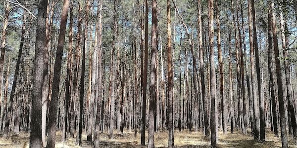 Waldbesitzer warnen vor akut hoher Waldbrandgefahr