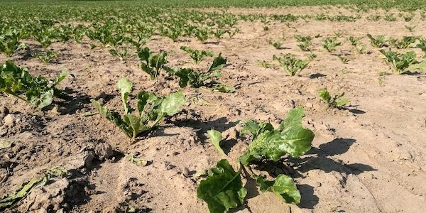 Wetterdienst meldet historische Trockenheit in Deutschland