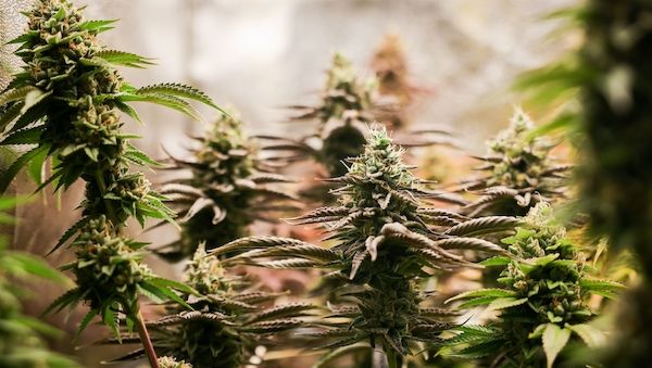 Polizei Hündin erschnüffelt 68 Kilogramm Cannabis in Koffern am BER