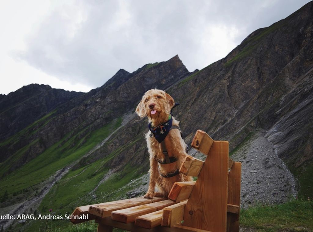 Wandern mit Hund: Sportskanone oder Wasserratte?