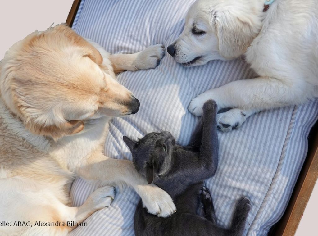 ARAG Verbrauchertipps: Von teuren Hunden und jammernden Katzen