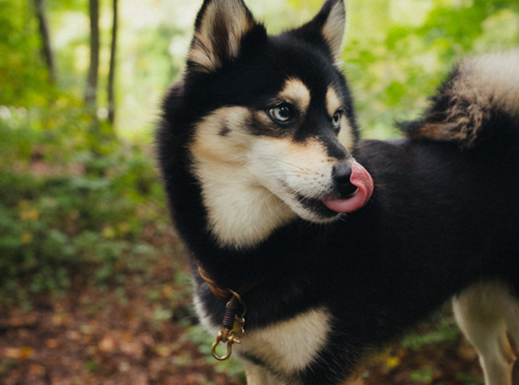 Neue ARAG Tierkrankenversicherung: Optimaler Schutz für Hunde und Katzen