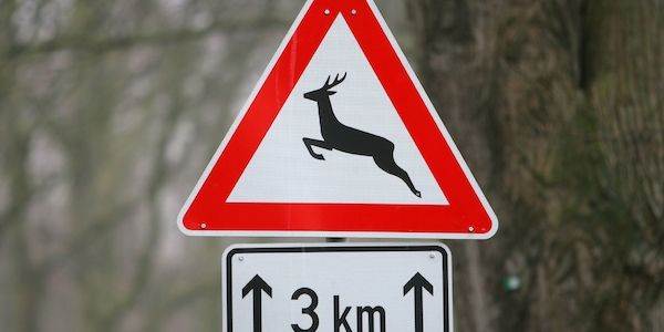 Ostprignitz-Ruppin: Autofahrer versucht Tieren auszuweichen und fährt gegen Baum