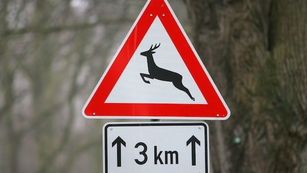Ostprignitz-Ruppin: Autofahrer versucht Tieren auszuweichen und fährt gegen Baum