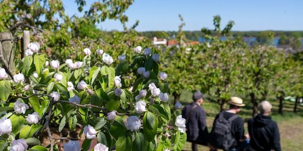 Baumblütenfest in Werder endet - neues Konzept aufgegangen
