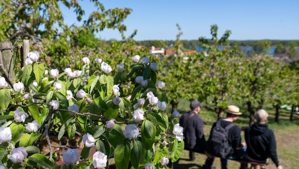 Baumblütenfest in Werder endet - neues Konzept aufgegangen