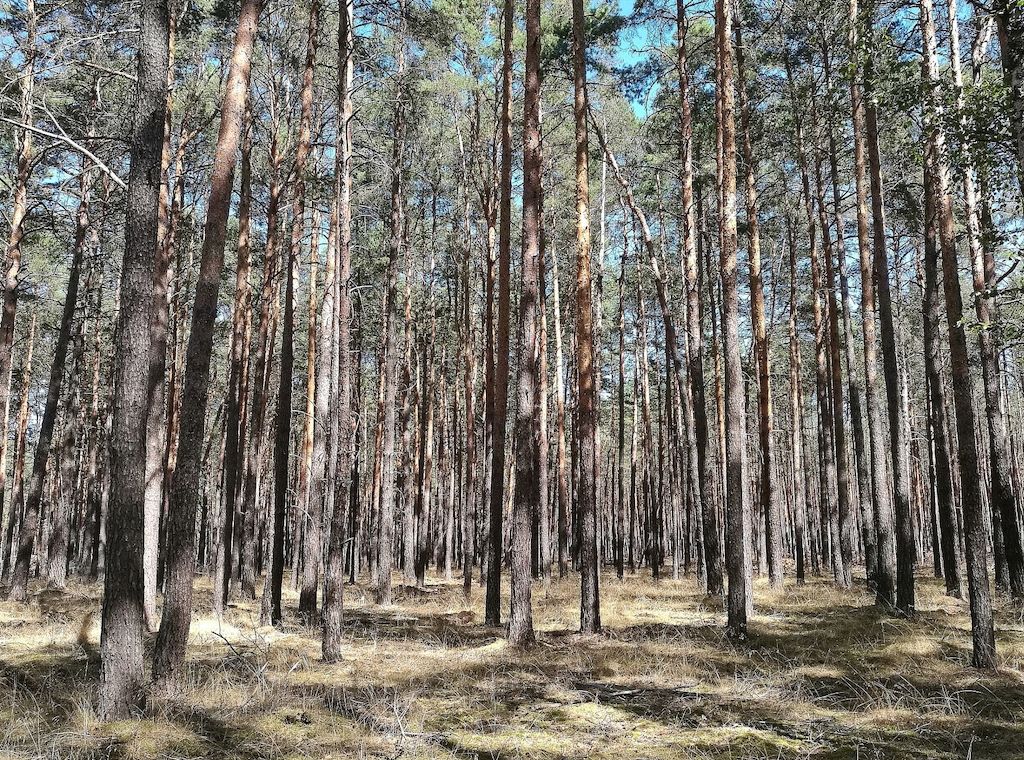 Waldbesitzer warnen vor akut hoher Waldbrandgefahr