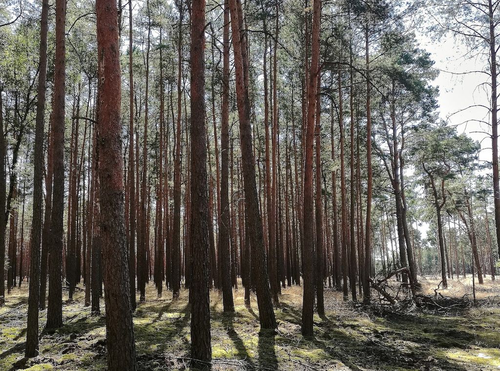 Studie: Waldsterben gefährdet Trinkwasserqualität