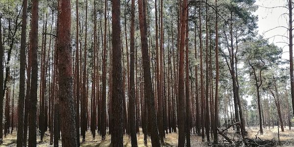 Studie: Waldsterben gefährdet Trinkwasserqualität