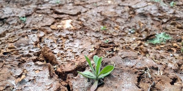Vergangener Monat war zweitheißester April seit Aufzeichnungsbeginn