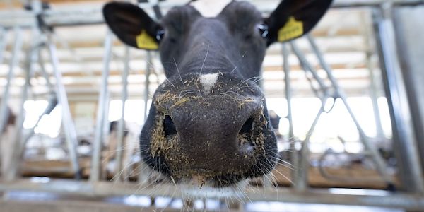 Nach Tierquälerei-Verdacht Ermittlungsverfahren eingeleitet