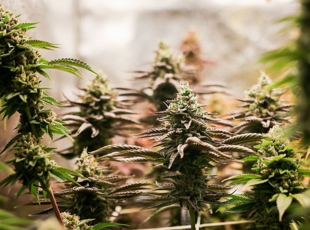 Polizei Hündin erschnüffelt 68 Kilogramm Cannabis in Koffern am BER