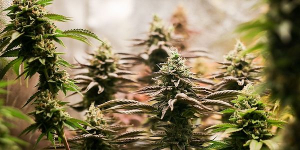 Polizei Hündin erschnüffelt 68 Kilogramm Cannabis in Koffern am BER