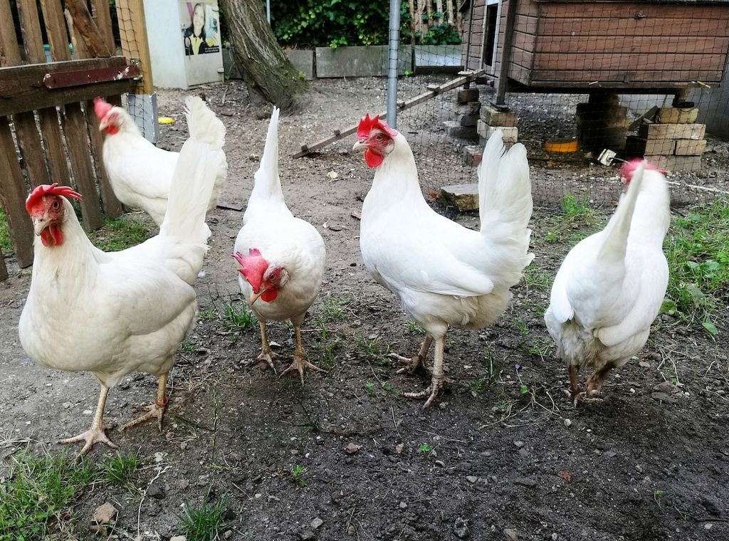 Erzeugerpreise landwirtschaftlicher Produkte im März leicht höher