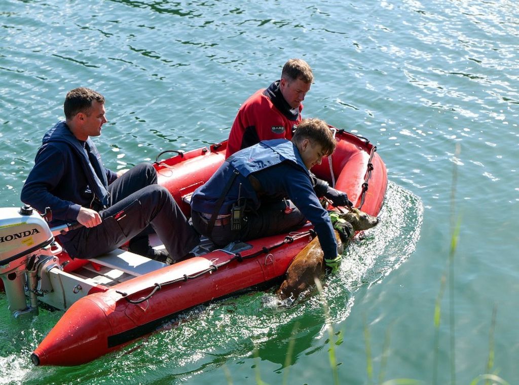 Feuerwehr Dortmund rettet Rehbock aus Kanal