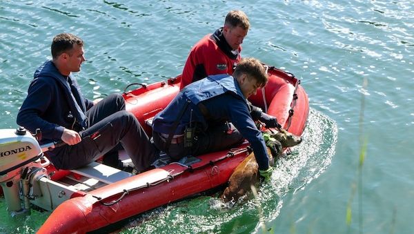 Feuerwehr Dortmund rettet Rehbock aus Kanal