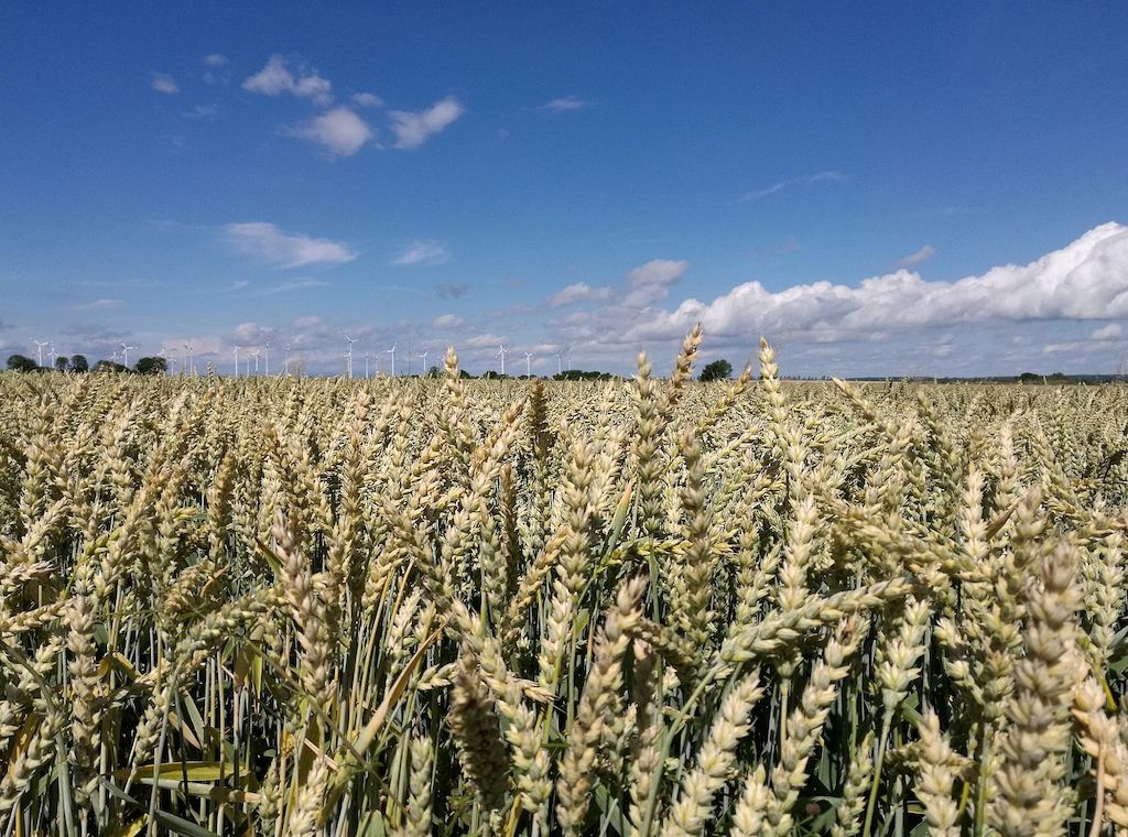 Klimawandel erhöht Risiko für Hitze und Trockenheit in Kornkammern