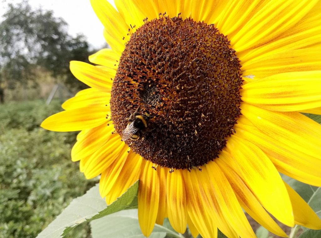 Grüne fordern mehr Schutz der Biodiversität in Bayern