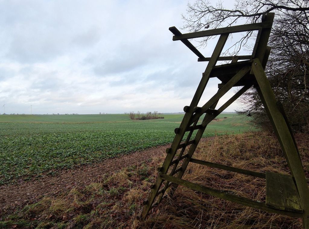 Brandenburg plant schnelle Aufnahme des Wolfs ins Jagdrecht