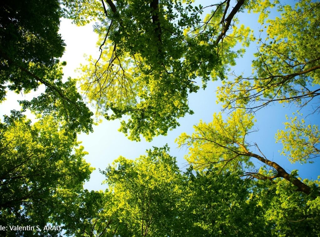 Grillen, Gassi, Gänseblümchen: Was im Park erlaubt ist und was nicht