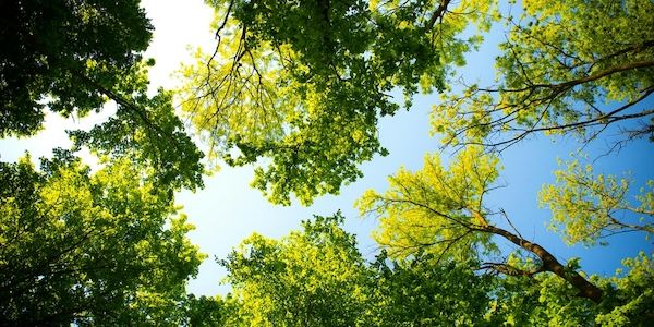 Grillen, Gassi, Gänseblümchen: Was im Park erlaubt ist und was nicht