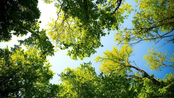 Grillen, Gassi, Gänseblümchen: Was im Park erlaubt ist und was nicht