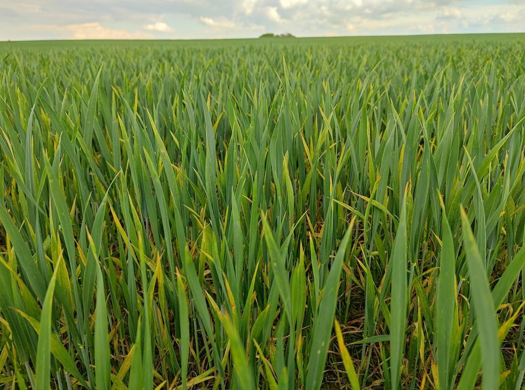 Leichter Anstieg der Getreideanbaufläche zur Ernte 2025