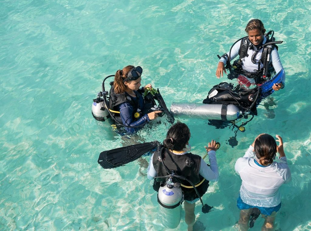 Nova Maldives lockt mit 30 Tauchspots   Entdecke die majestätischen Meeresbewohner des Süd Ari Atolls