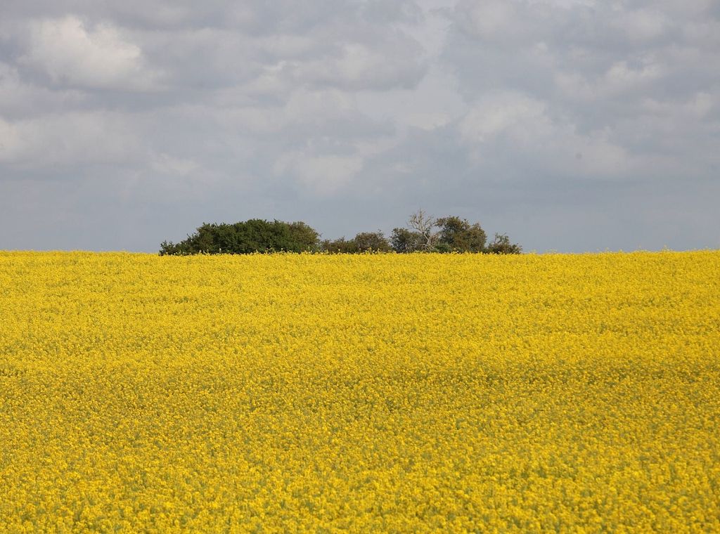 30. Brandenburger Landpartie soll Einblicke in die Landwirtschaft geben