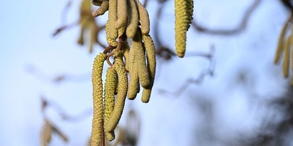 Kaum Pausen für Allergiker - Intensiver Start in Pollensaison