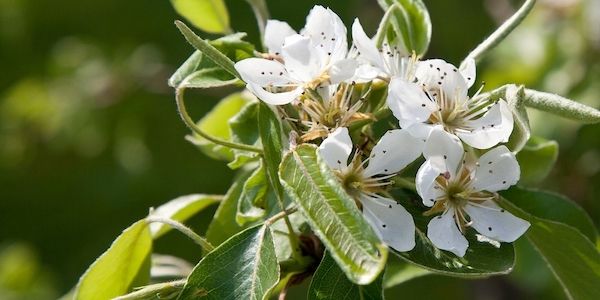Myrto Naturkosmetik – Was ist Frischekosmetik 