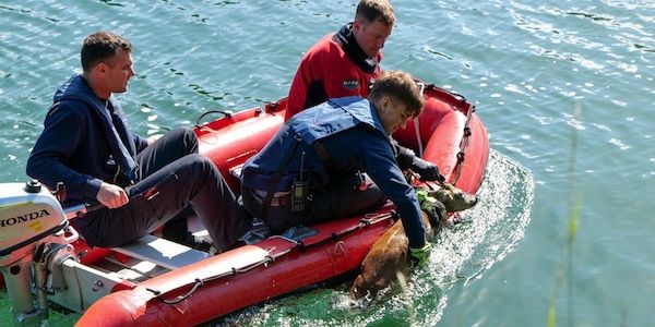 Feuerwehr Dortmund rettet Rehbock aus Kanal