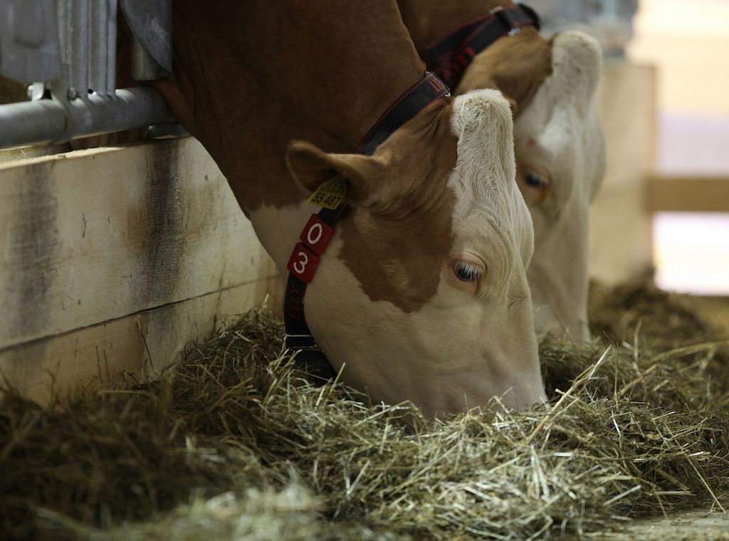 Bayern will Tierwohl in Ställen mit Millionenprogramm fördern