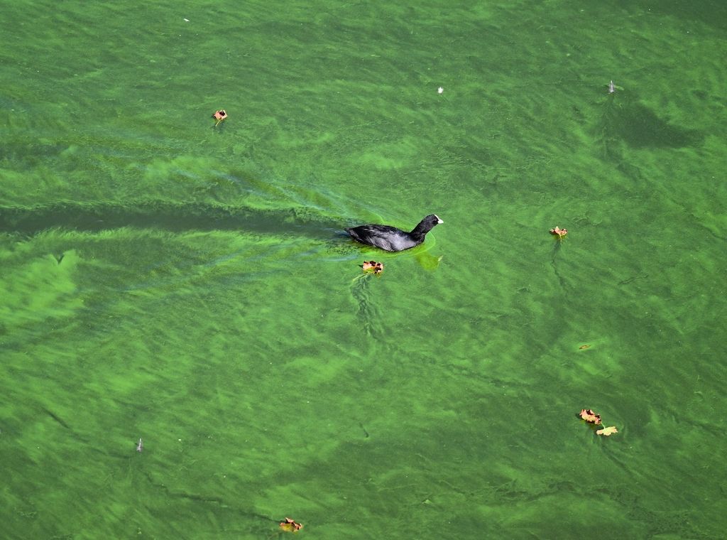 Hund gestorben - Warnung vor Blaualgen am Tegeler See