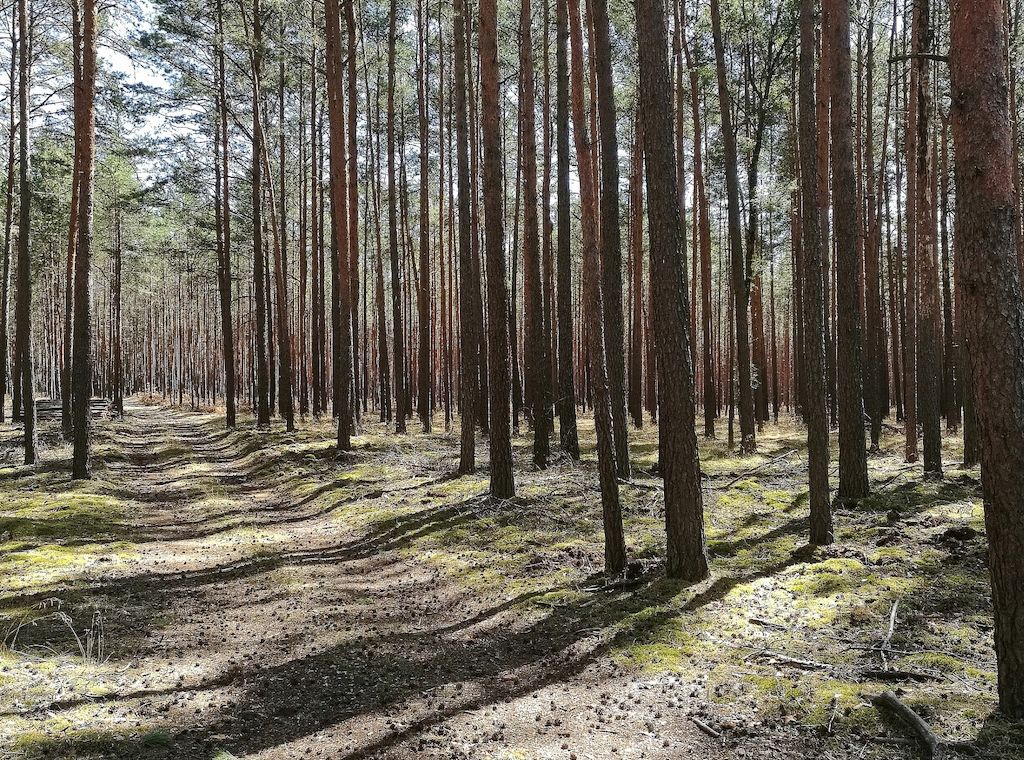 Zustand der Wälder weiter besorgniserregend