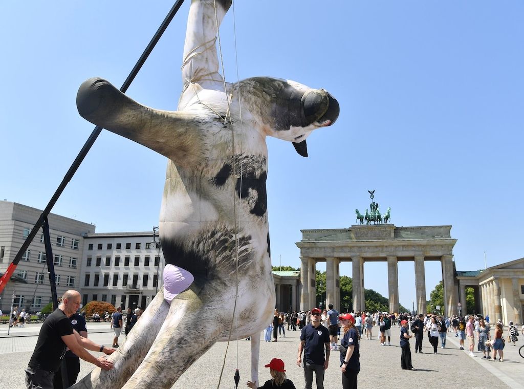 Tierschutzaktivisten hängen Kuh-Attrappe vor dem Brandenburger Tor auf