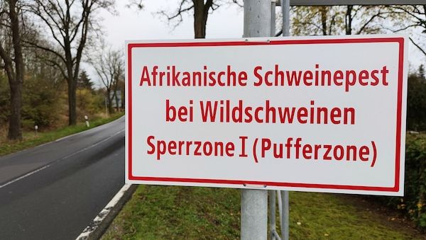 Weitere Schweinepest-Verdachtsfälle in NRW