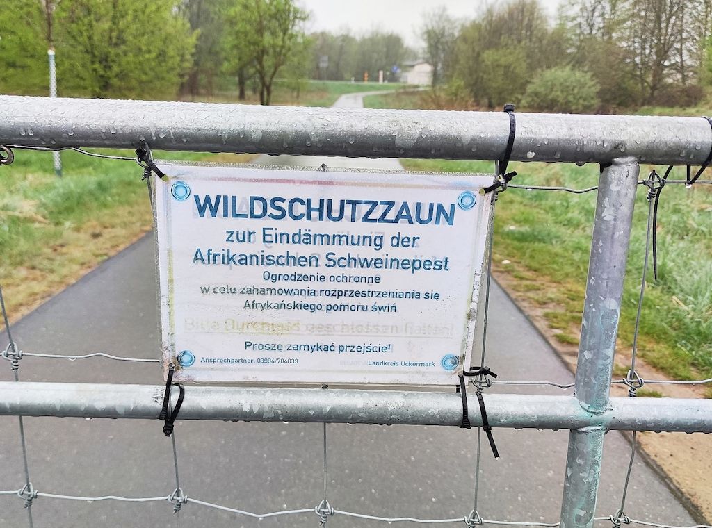 Afrikanische Schweinepest erreicht erstmals Nordrhein-Westfalen