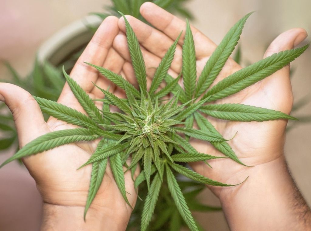 Cannabis in Berlin: Zwischen Feierkultur, Eigenanbau und medizinischem Nutzen – was bringt die Legalisierung wirklich?