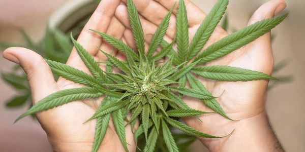 Cannabis in Berlin: Zwischen Feierkultur, Eigenanbau und medizinischem Nutzen – was bringt die Legalisierung wirklich?
