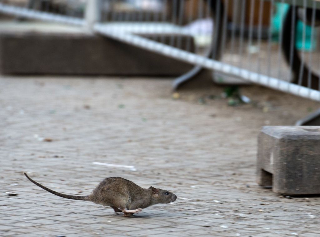 Starke Rattenplage auf Neuköllner Hermannplatz - Maßnahmen erlassen!