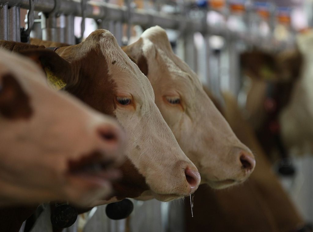 Großrazzia wegen Tierquälerei in sieben Bundesländern