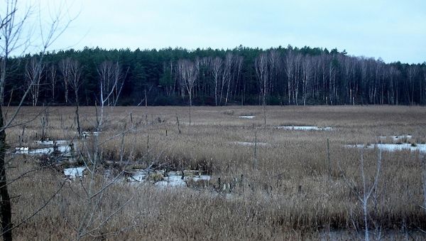 Festival zeigt Ausstellungen zu Käferholz und Mooren