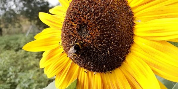 Grüne fordern mehr Schutz der Biodiversität in Bayern