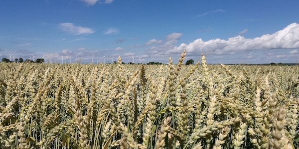 Klimawandel erhöht Risiko für Hitze und Trockenheit in Kornkammern