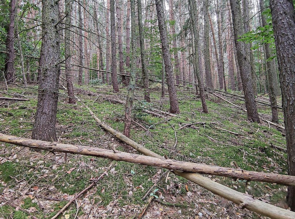 Feuerwehrverband warnt vor steigender Waldbrandgefahr