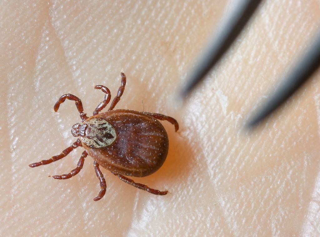 Zeckensaison: Mehr Borreliose-Fälle in Berlin als früher
